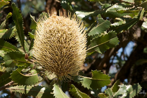 AustraliaEast 10  101